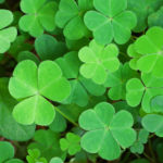 Why and How is St. Patrick’s Day Celebrated?